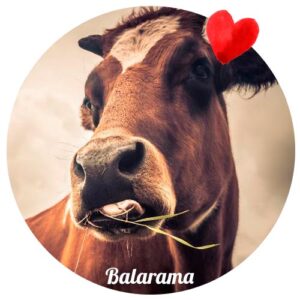 Aporte al Santuario Juliana's Animals Sanctuary. Balarama
