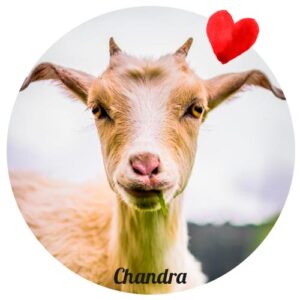 Aporte al Santuario Juliana's Animals Sanctuary. Chandra